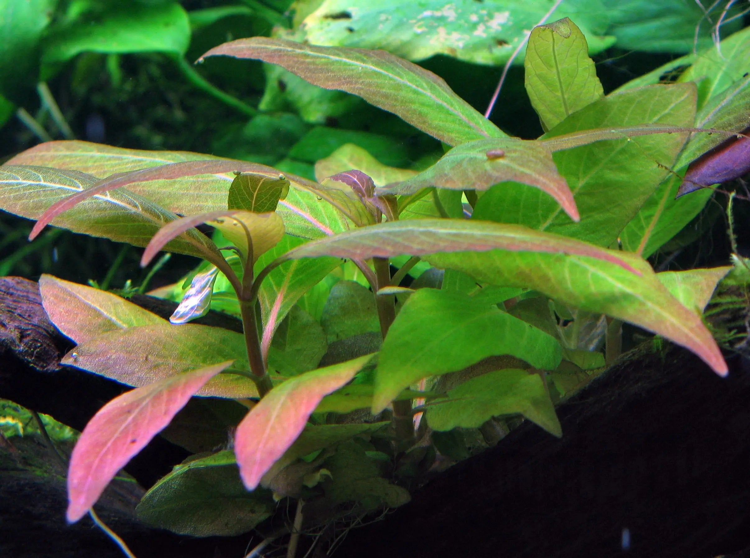 High-light-with-low-light-plants-bad-combo Aqua Essentials