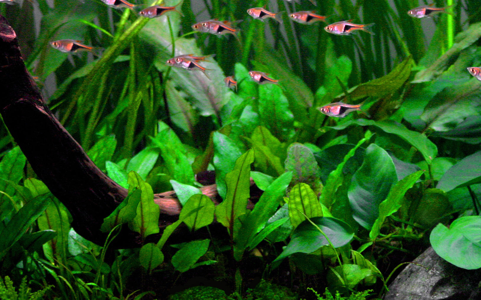 Aquascaping Layout & The Golden Ratio