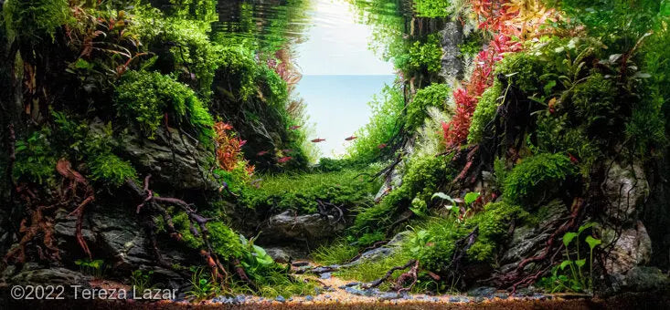 The-Planted-Aquarium-Market-Today... Aqua Essentials