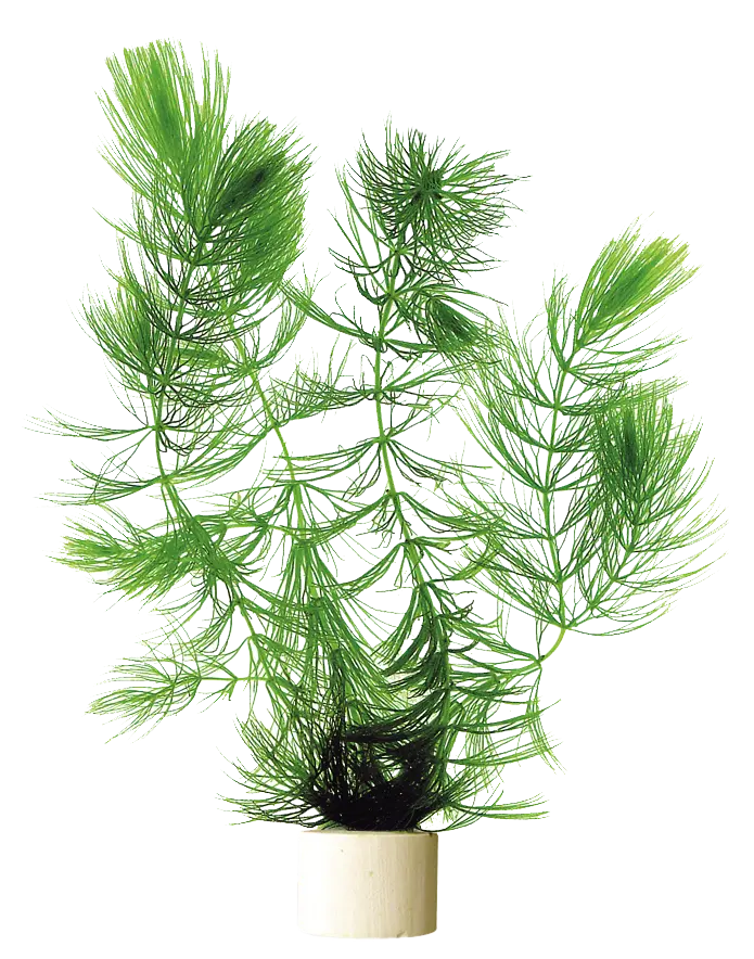 Which-aquarium-plants-grow-in-gravel Aqua Essentials