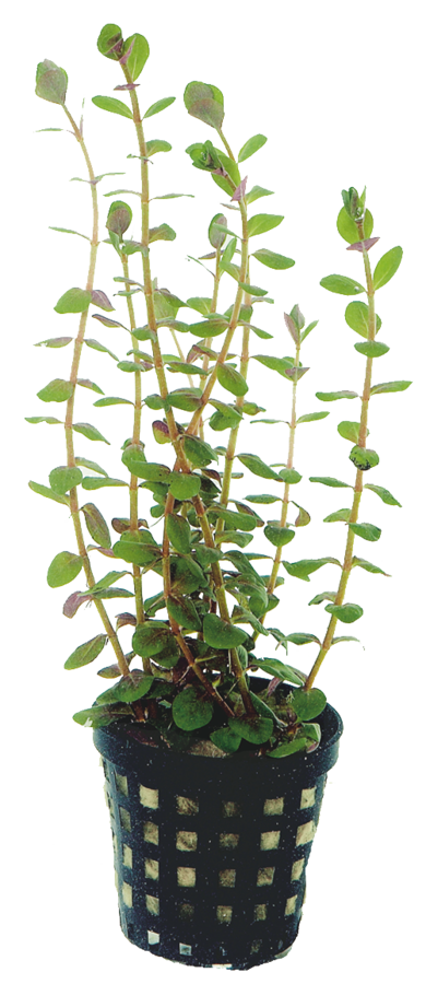 Rotala rotundifolia - a super mid to background aquarium plant