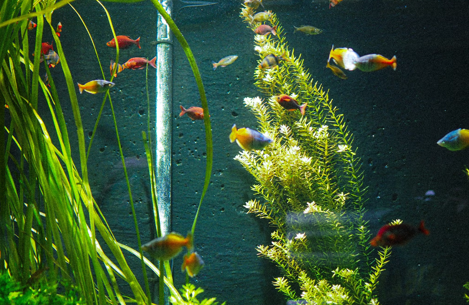 Which aquarium plants grow in gravel?
