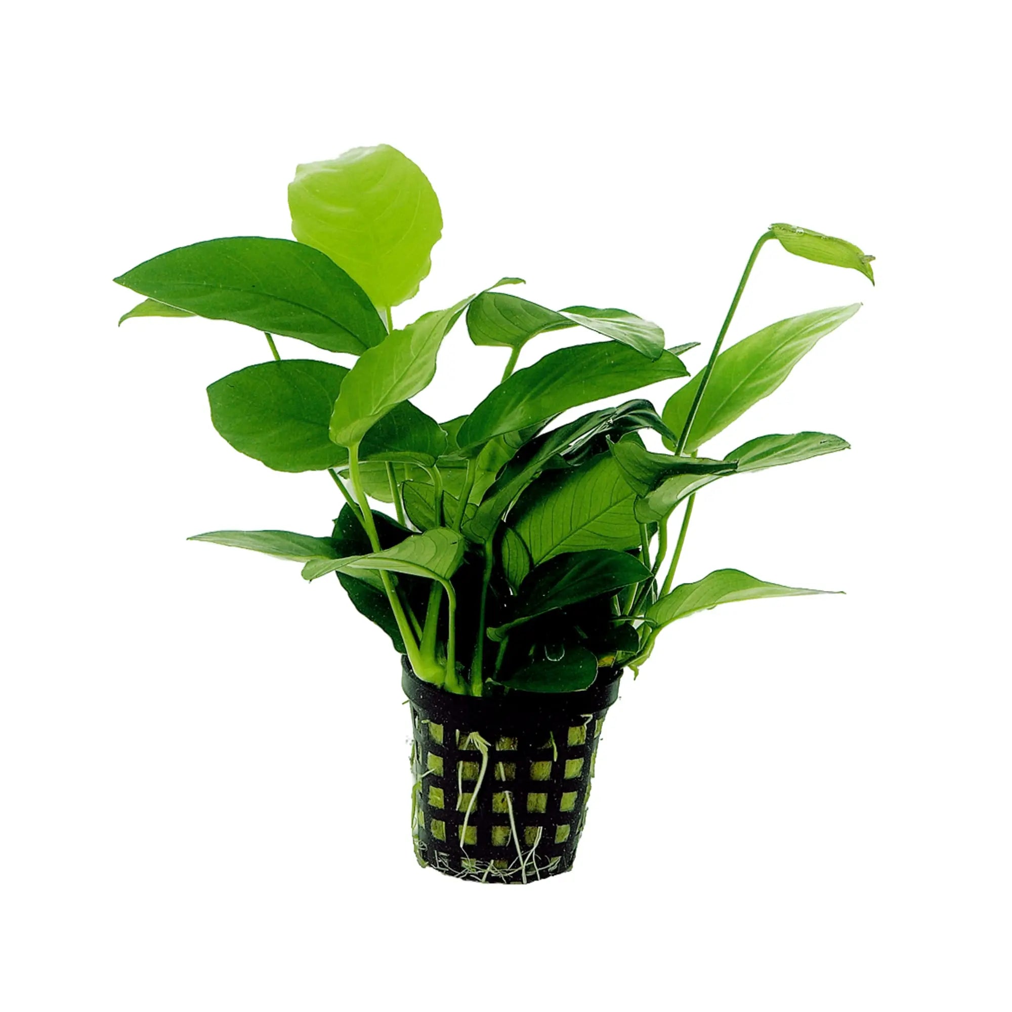 Which-aquarium-plants-don-t-need-CO2 Aqua Essentials