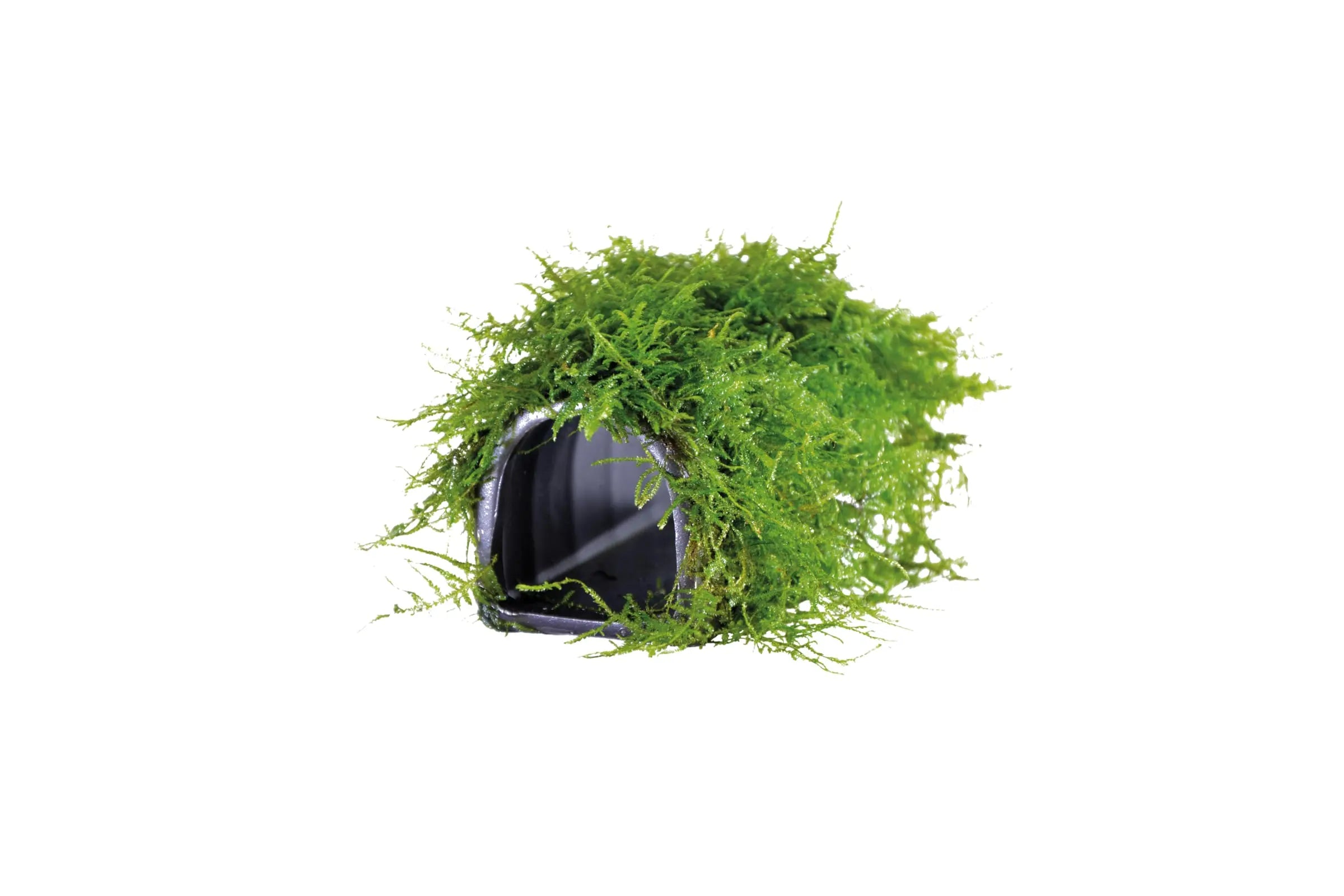Are-fish-happier-in-planted-tanks Aqua Essentials