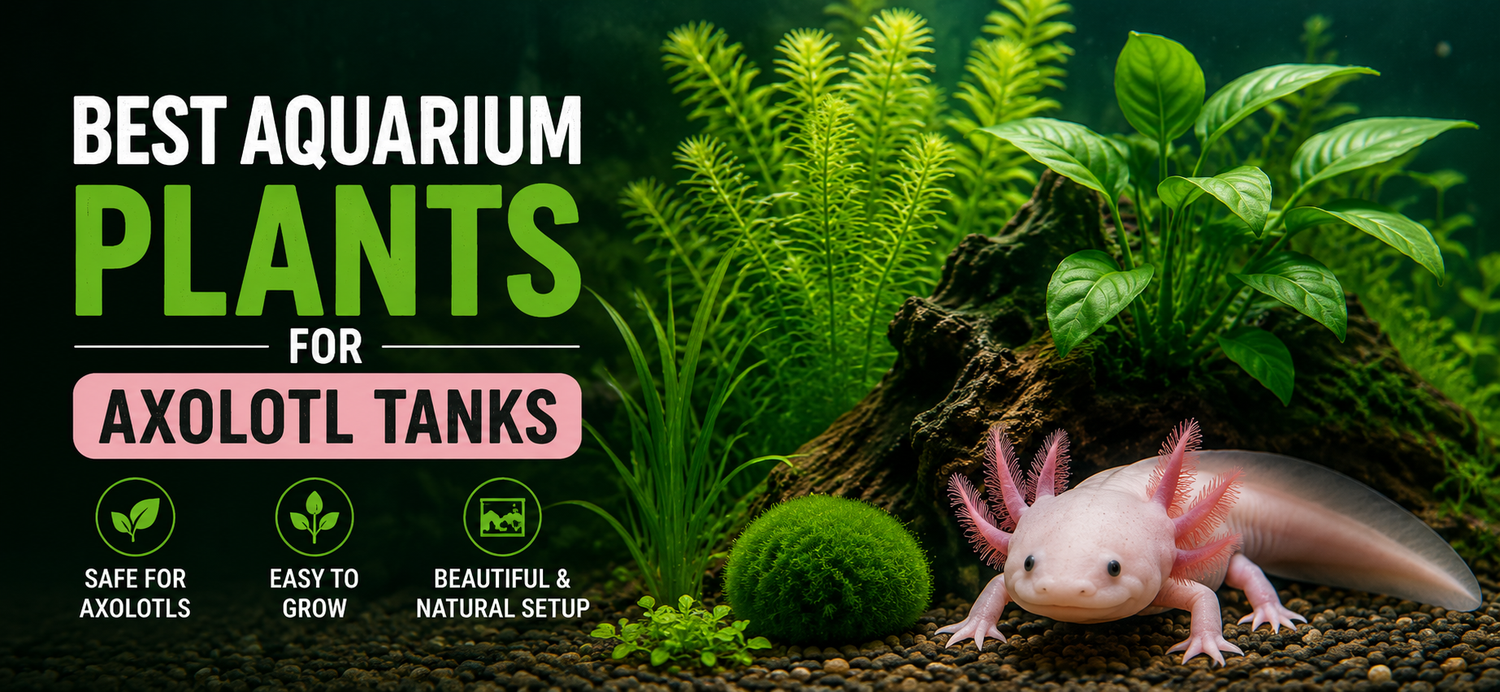 Best Aquarium Plants for Axolotl Tanks