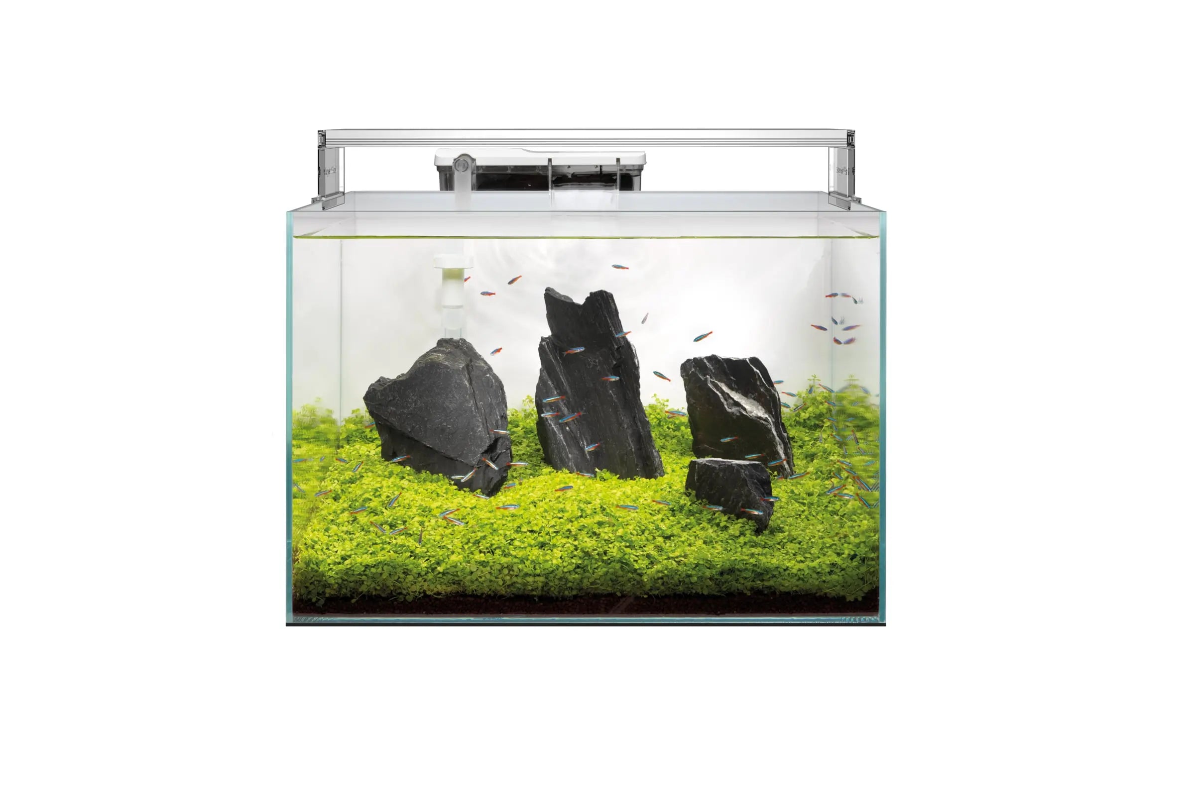 Boosting-Plant-Growth-The-Lowdown-on-CO₂-Supplementation-in-Your-Planted-Aquarium Aqua Essentials