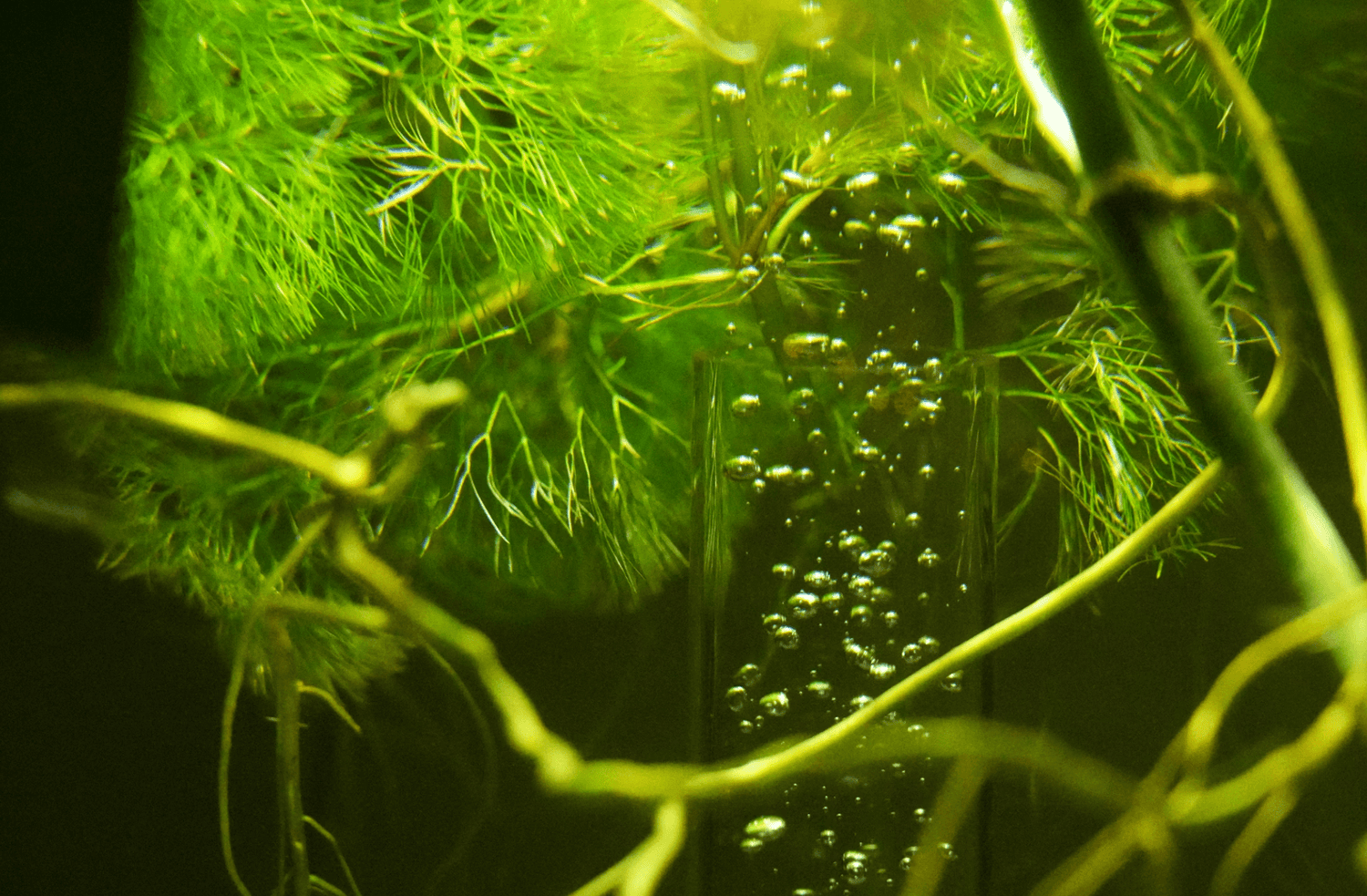 hair algae in aquarium