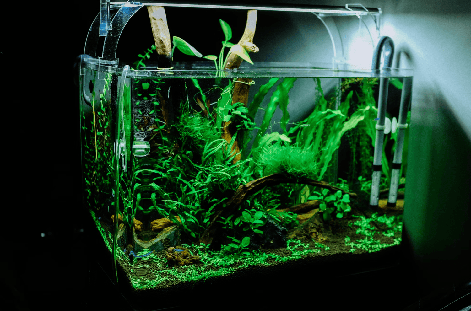 Best Aquarium Plants for Beginners in the UK: A Complete Guide