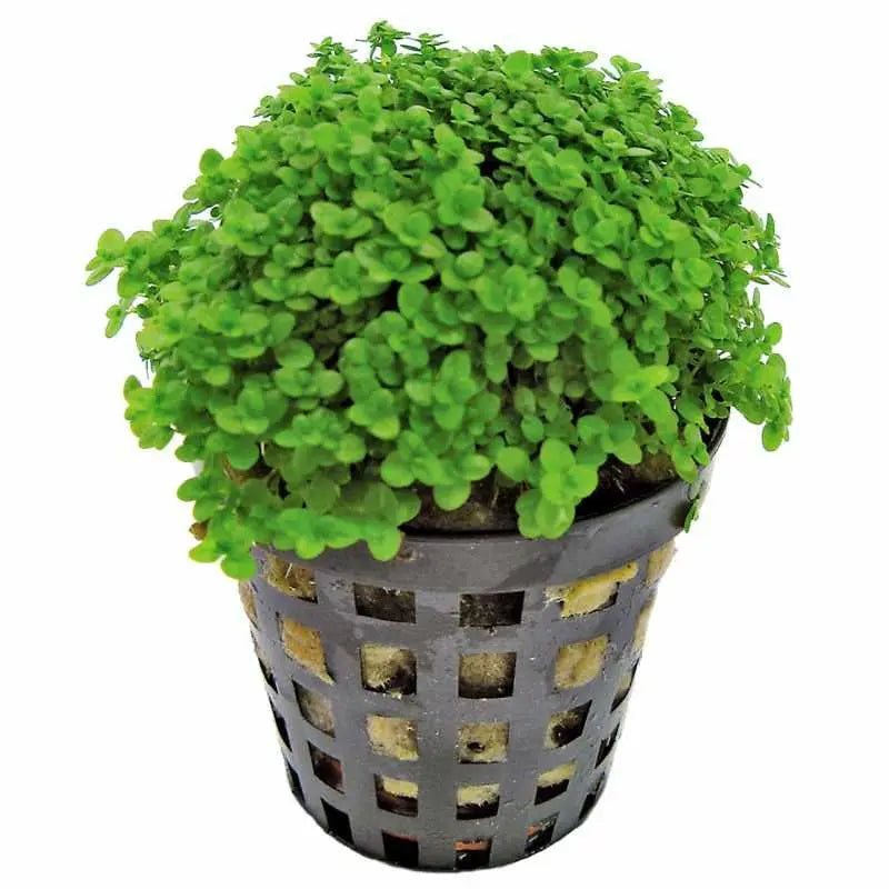 Hemianthus-callitrichoides Aqua Essentials