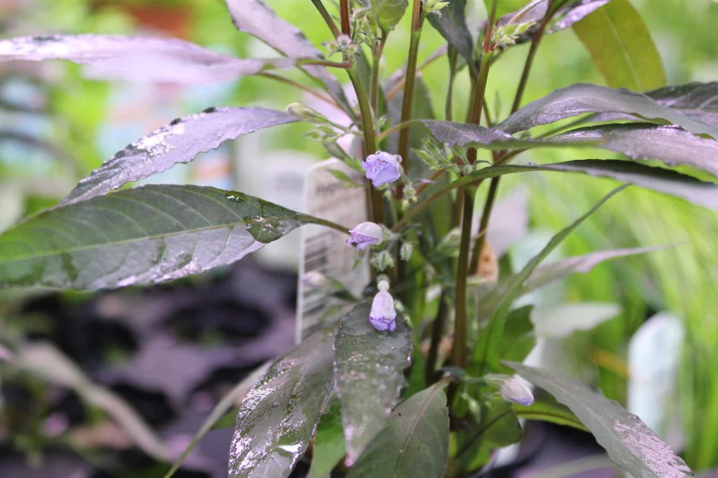 Hygrophila angustfolia rubra flowering