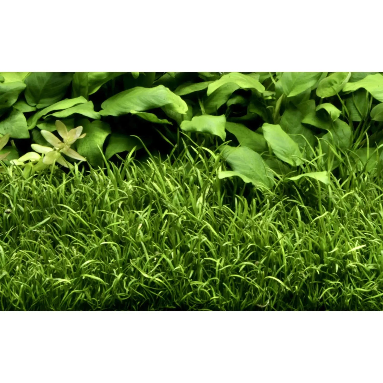 The Best Aquarium Plants for a Lush Carpet Experience! - Aqua Essentials