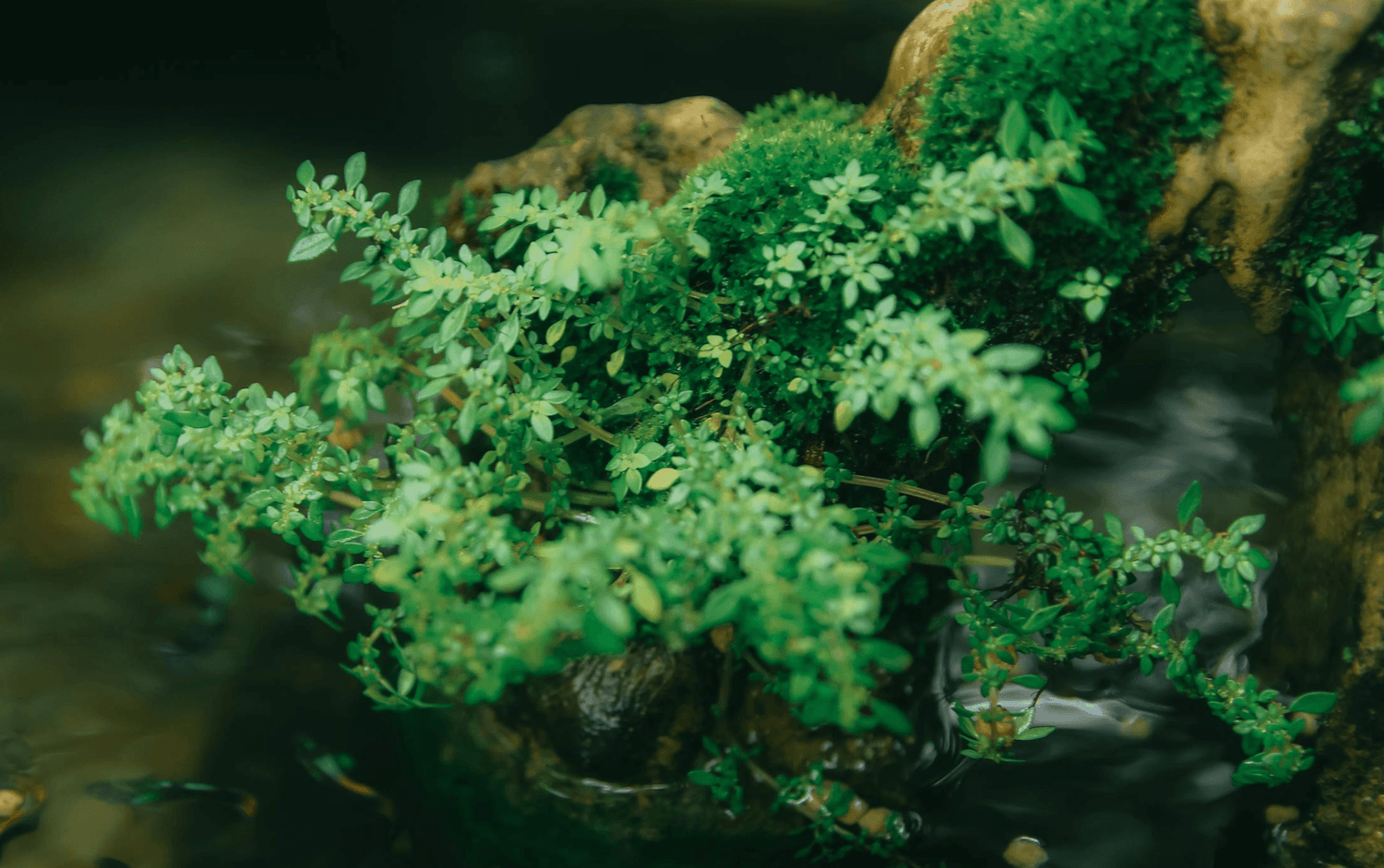 10 Easy Aquarium Plants That Thrive Without CO₂ (And Where to Start)
