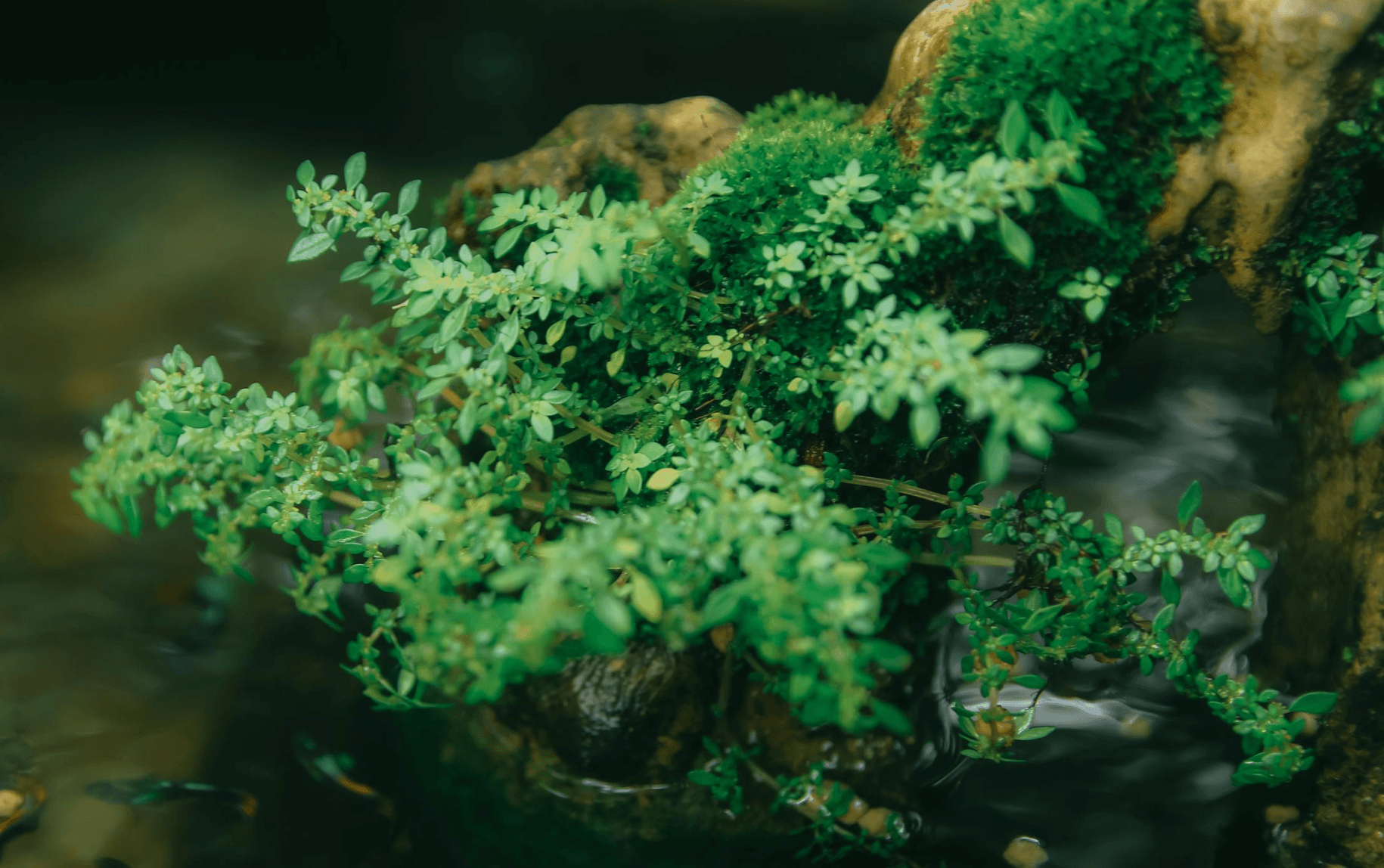 10 Easy Aquarium Plants That Thrive Without CO₂ (And Where to Start)