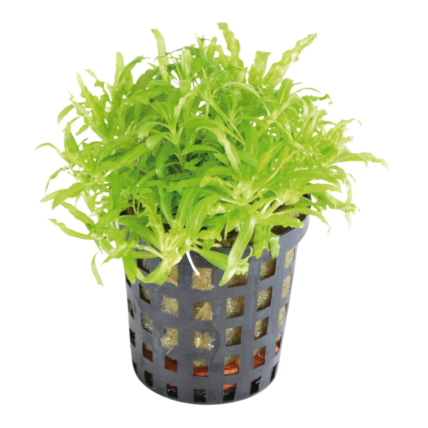 Pogostemon helferi - a stunning foreground plant. - Aqua Essentials