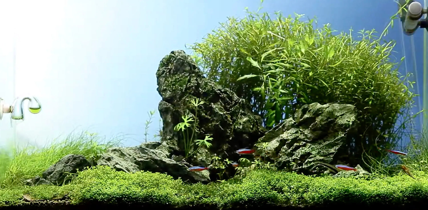 Flow-Rate-In-A-Planted-Aquarium Aqua Essentials