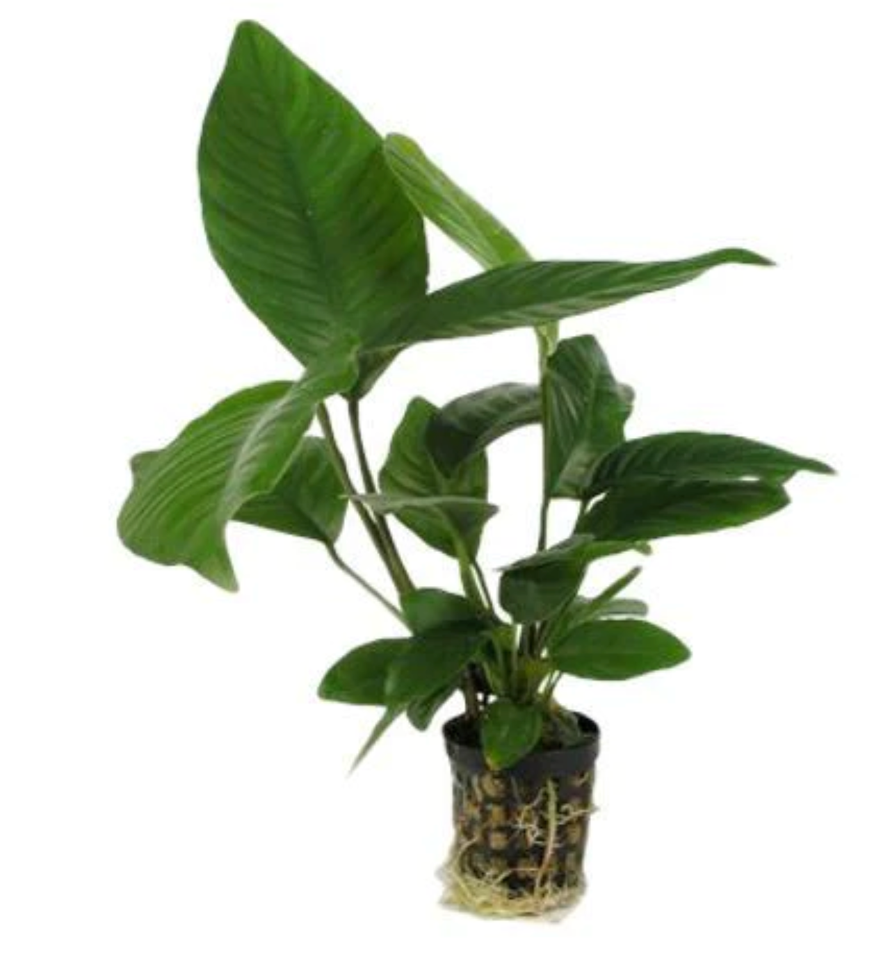 Anubias are easy right? If you struggle, read on...