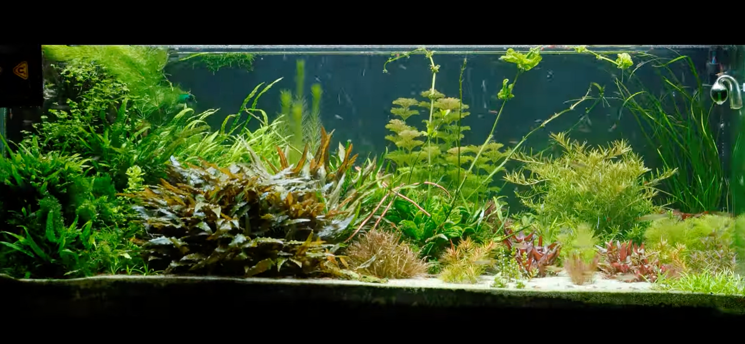 Aquascaping time lapse