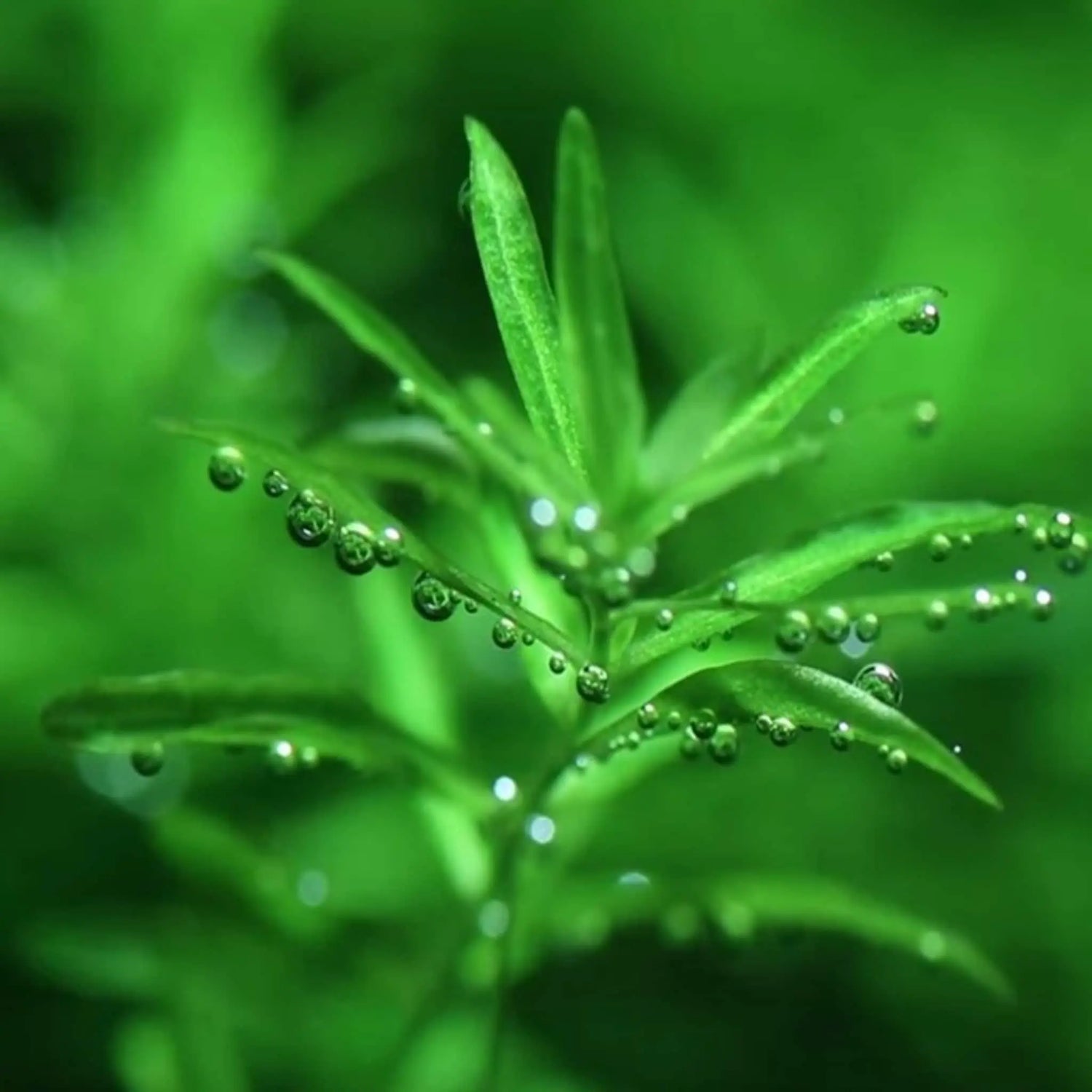 Are-planted-tanks-good-for-beginners Aqua Essentials