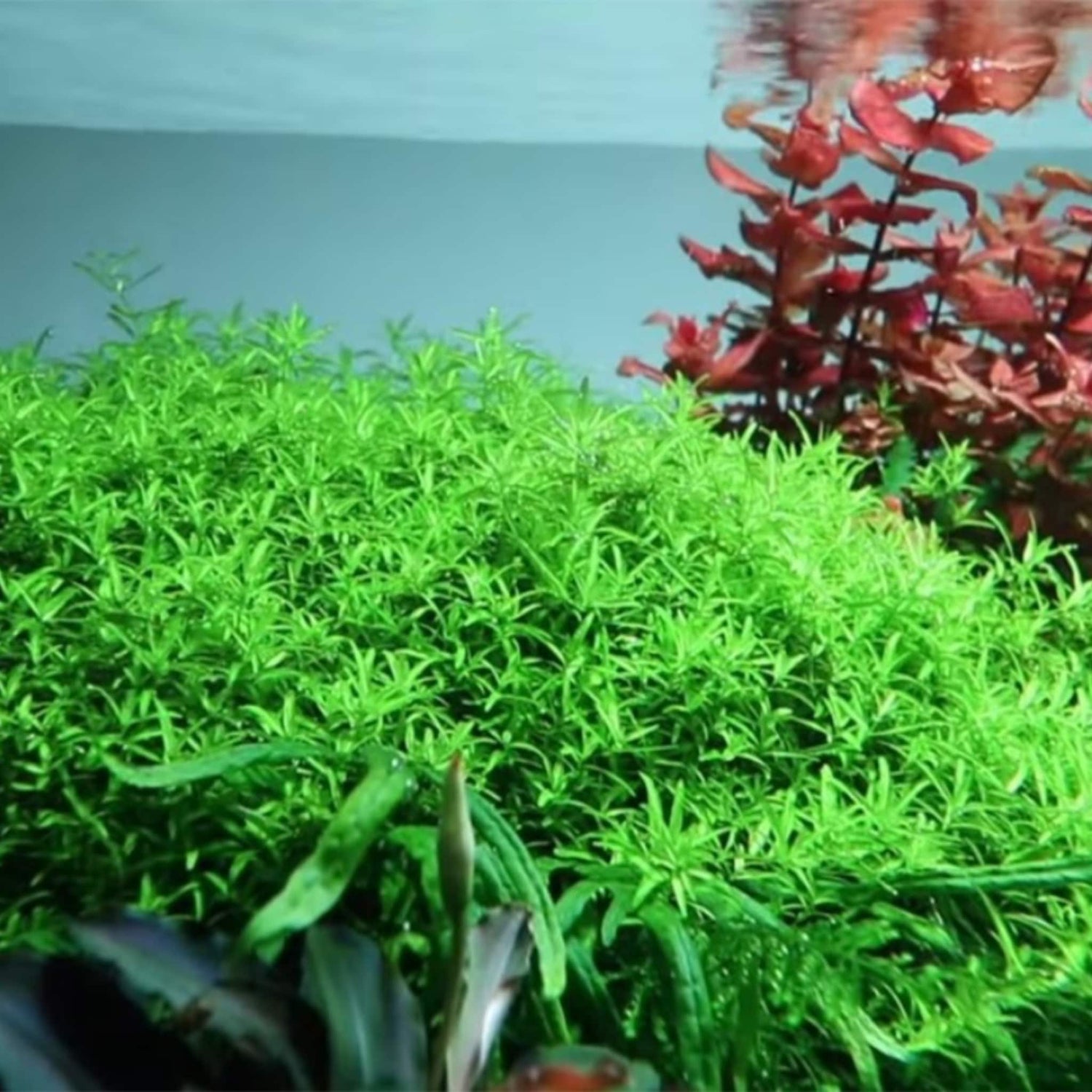 Are planted aquarius hard to maintain?