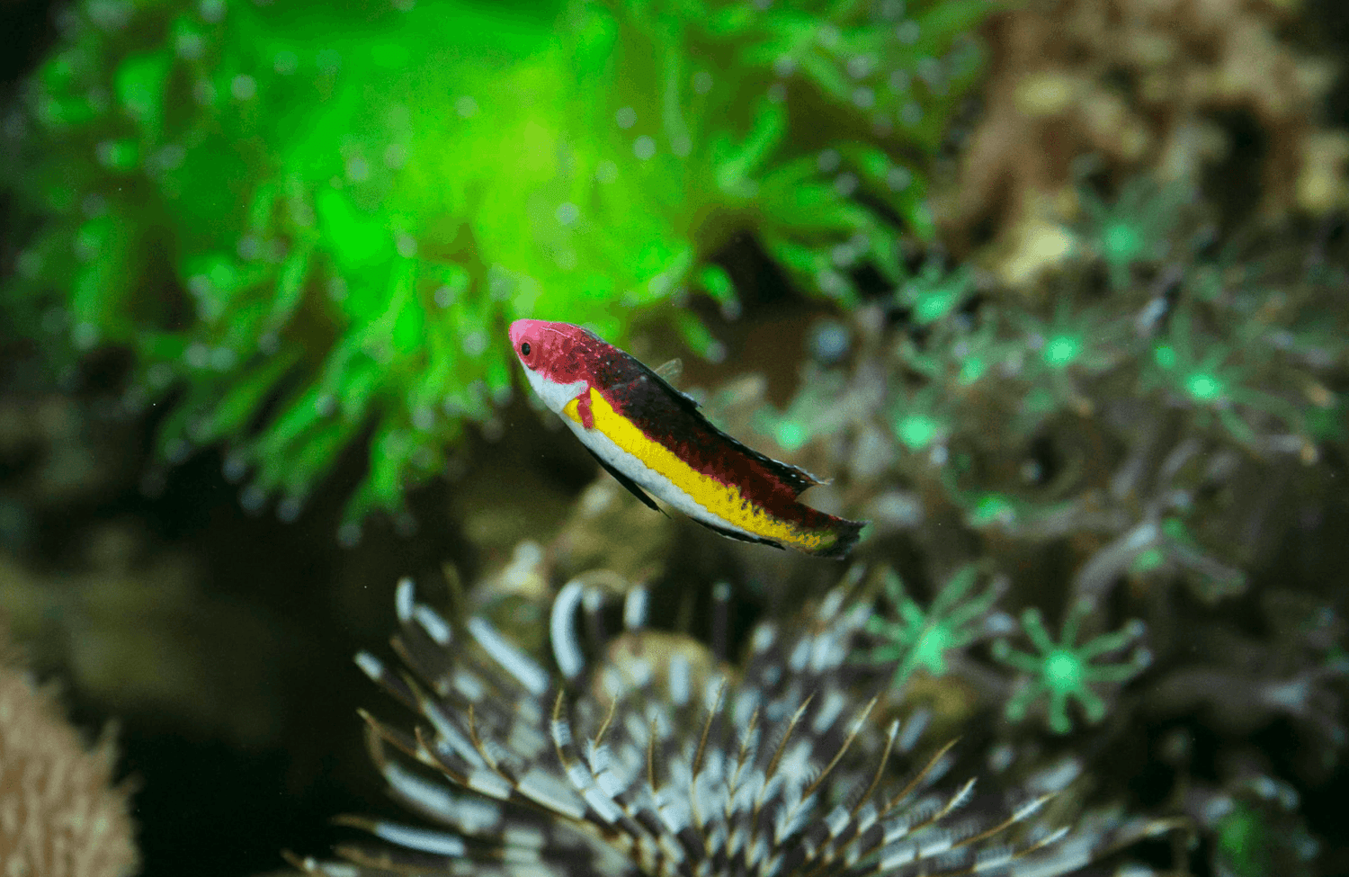How to Plant Aquarium Plants: A Step-by-Step Guide