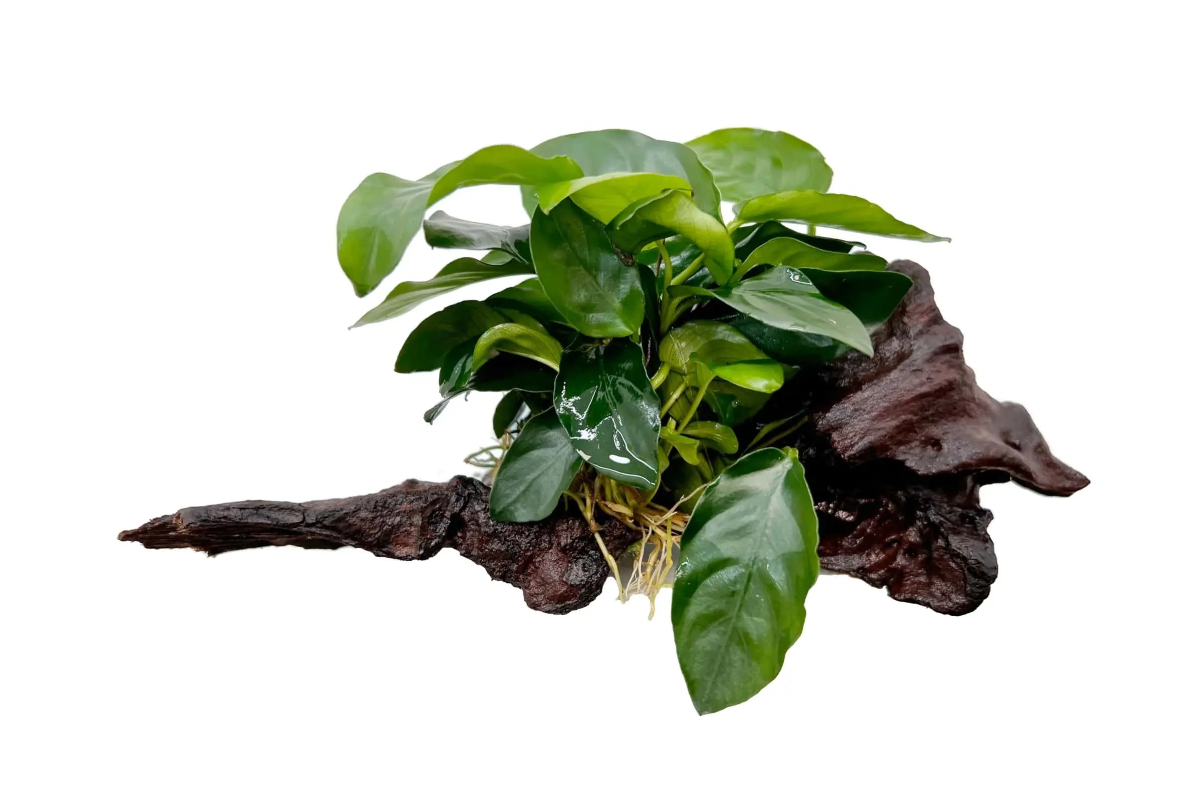 Anubias-on-Driftwood Aqua Essentials
