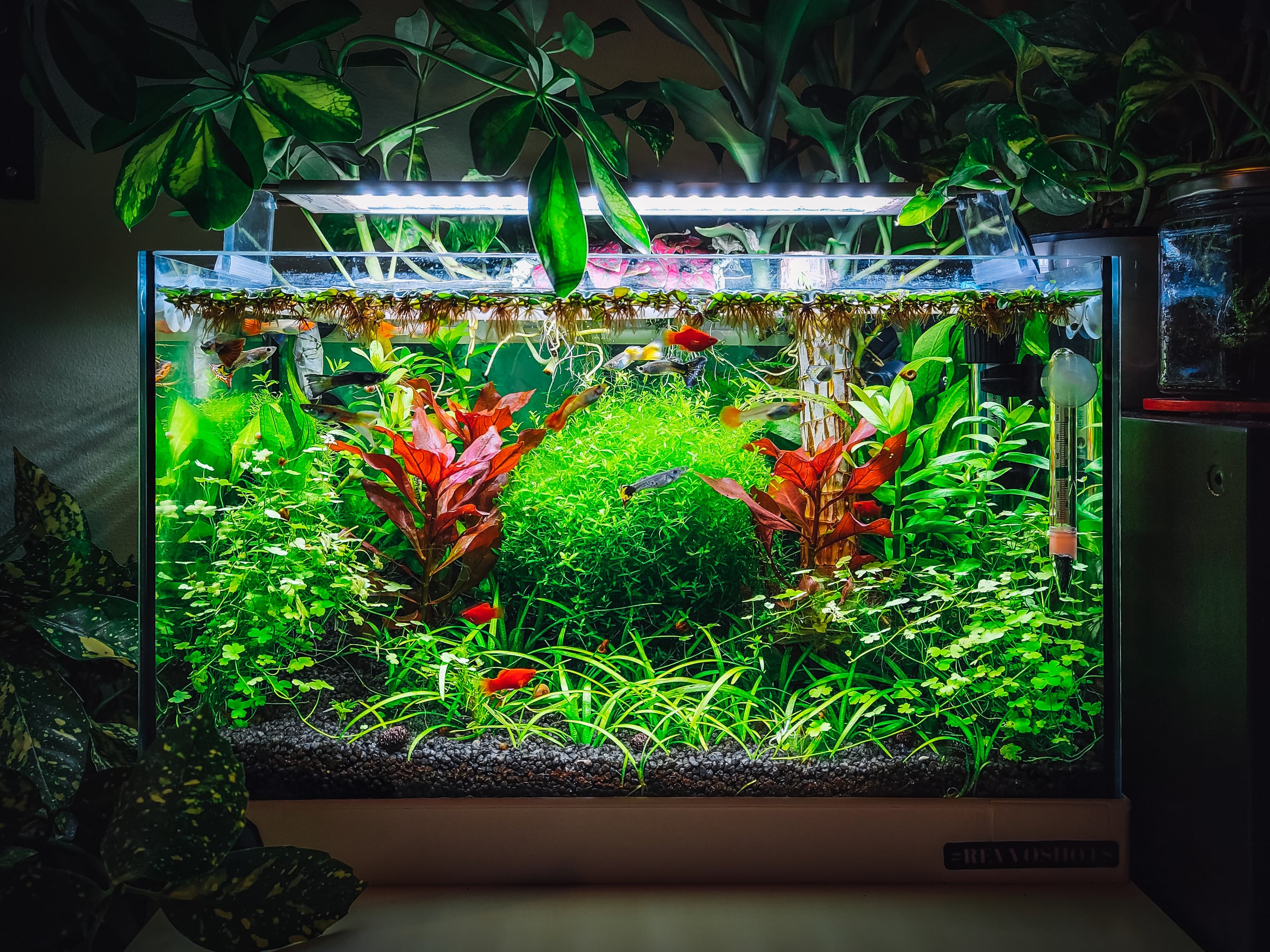Aquascaping 101: Enhancing Your Aquarium with Real Fish Tank Plants - Aqua Essentials