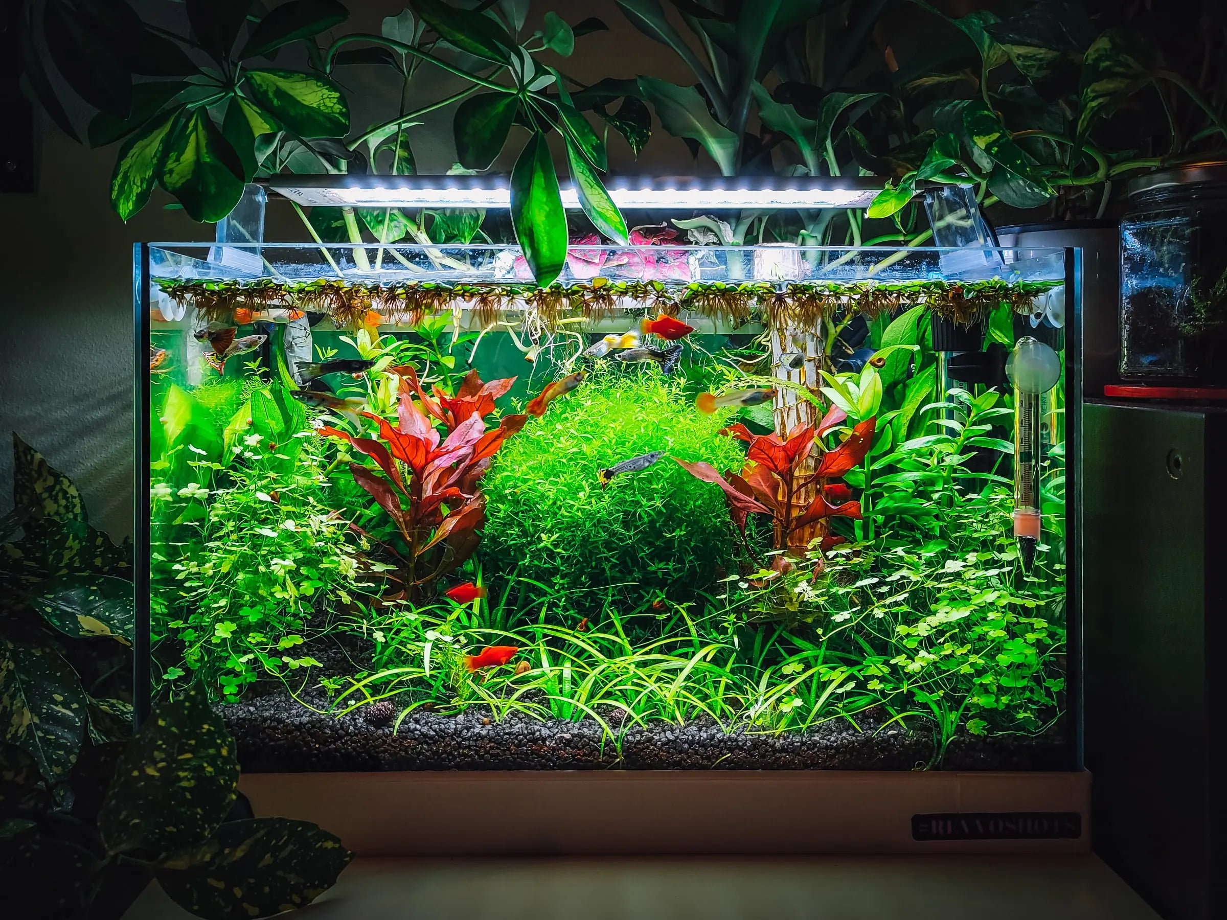 Aquascaping 101: Enhancing Your Aquarium with Real Fish Tank Plants - Aqua Essentials