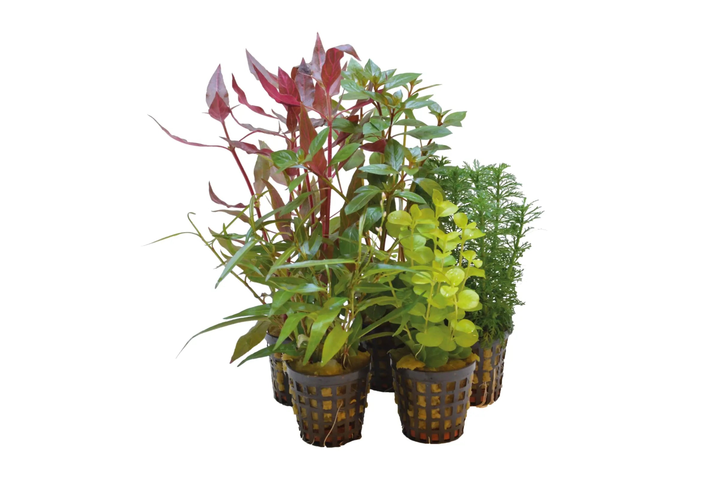 Are-live-aquarium-plants-worth-it Aqua Essentials