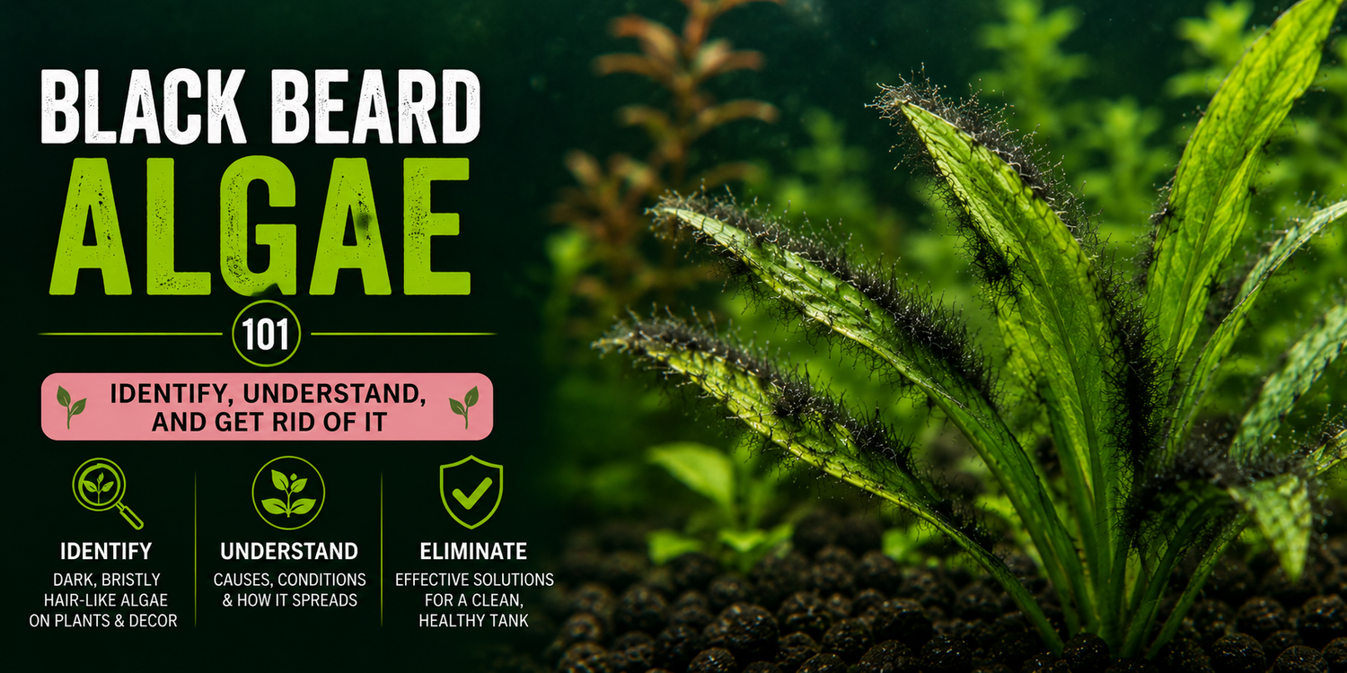 Black Beard Algae: Why It Appears and How to Beat It For Good