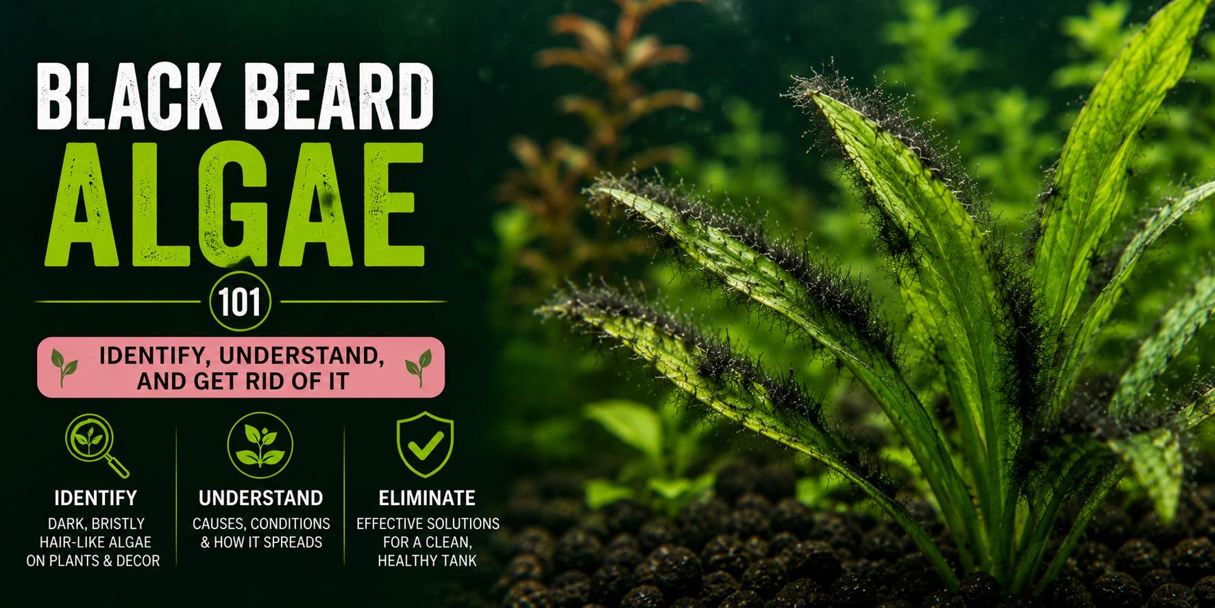 Black Beard Algae: Why It Appears and How to Beat It For Good