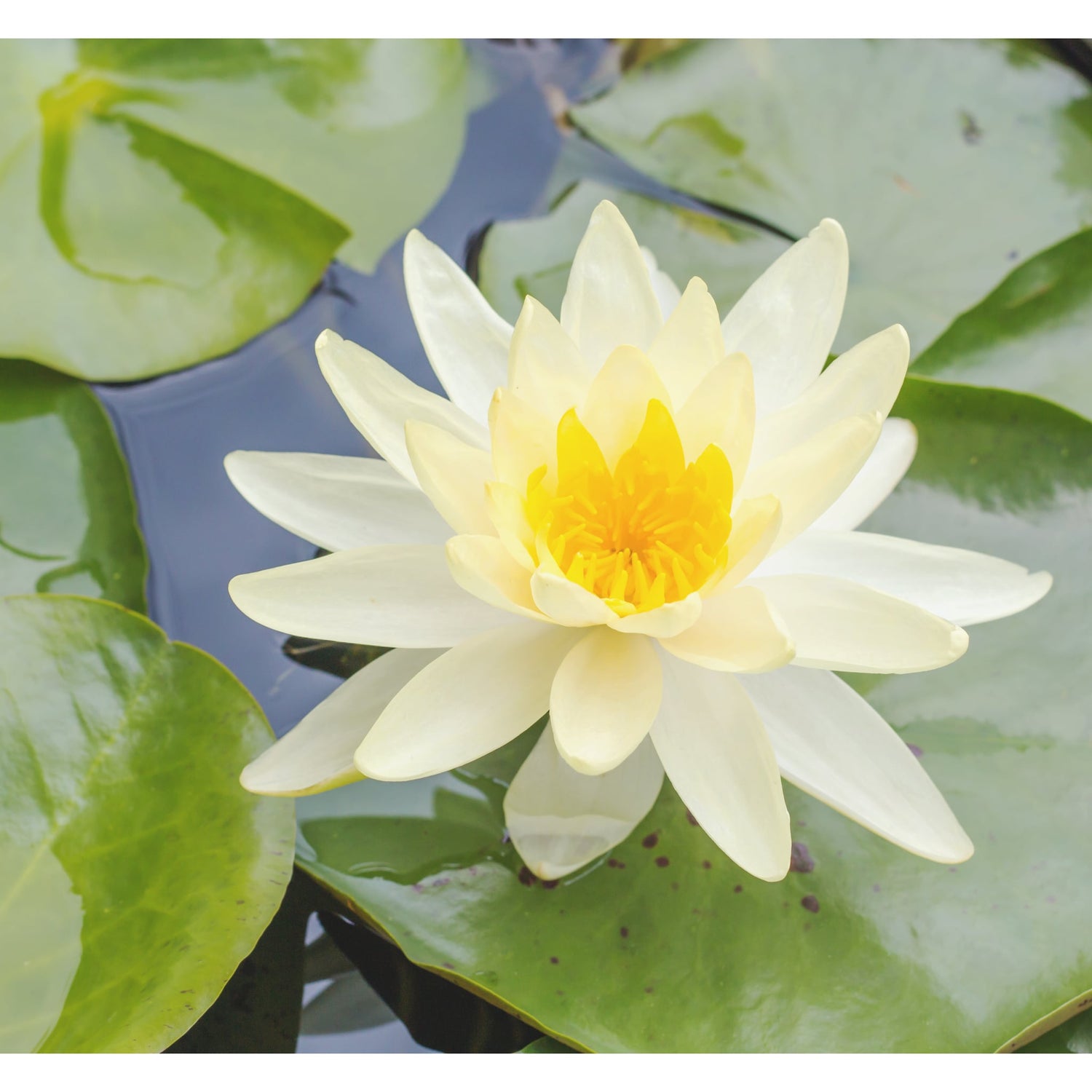 Health benefits of aquatic plants and pond lilies