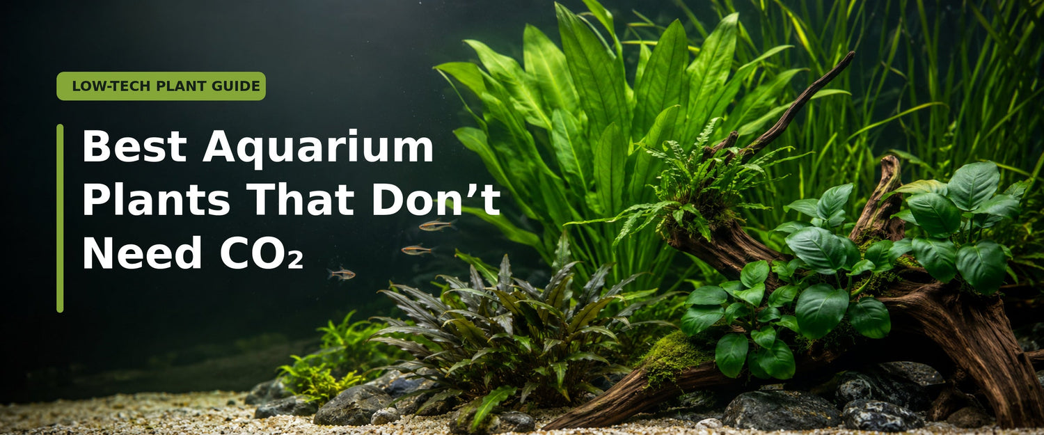 Aquarium Plants That Don’t Need CO2 (Beginner-Friendly Guide)