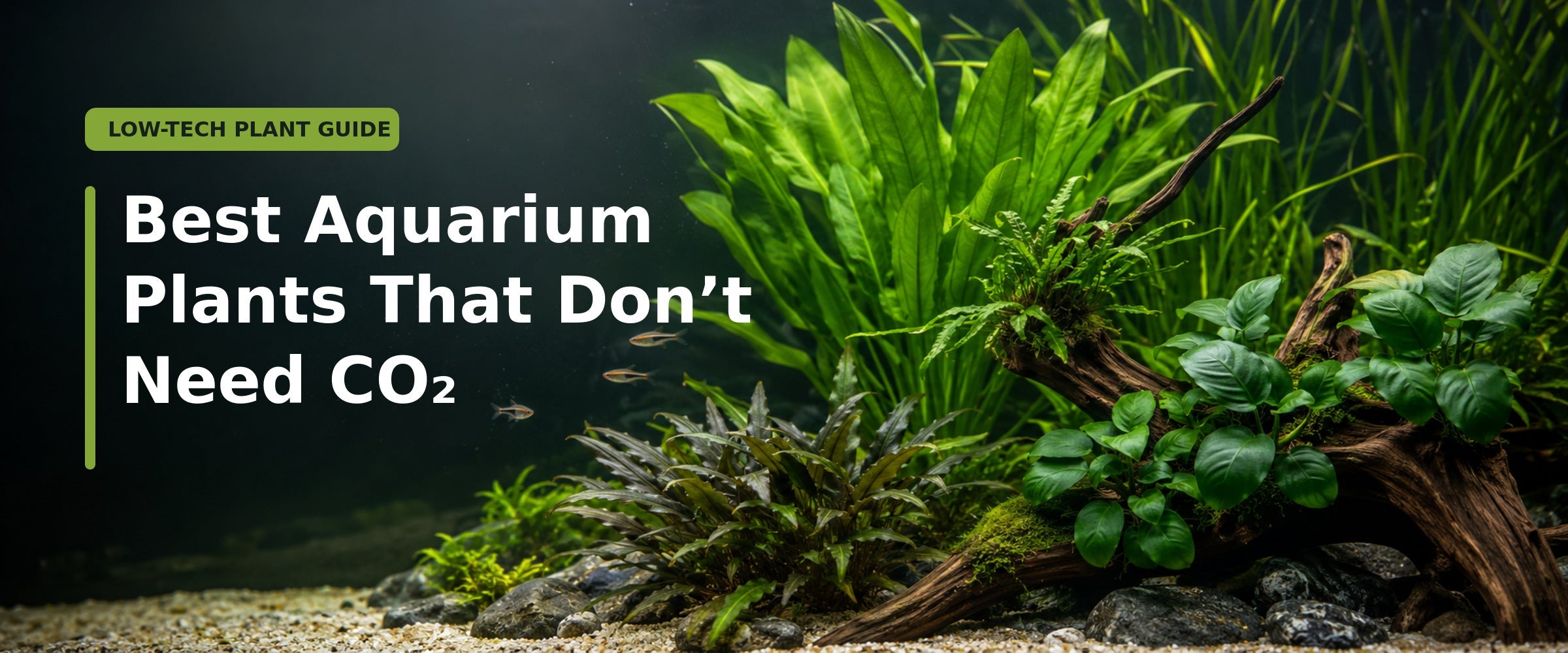 Aquarium Plants That Don’t Need CO2 (Beginner-Friendly Guide)