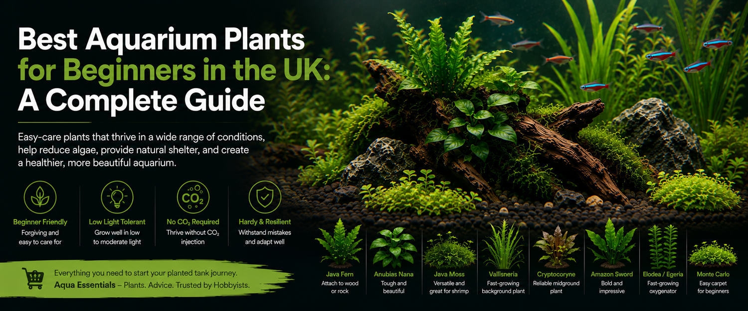 Best Aquarium Plants for Beginners in the UK: A Complete Guide
