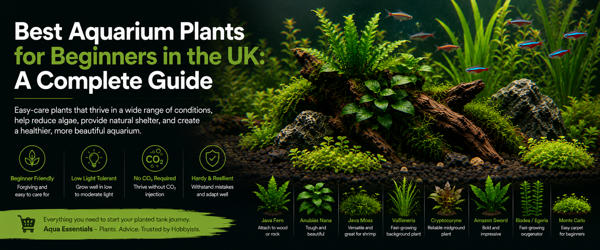 Best Aquarium Plants for Beginners in the UK: A Complete Guide