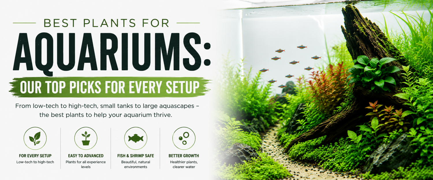 Which-plant-is-best-for-aquarium