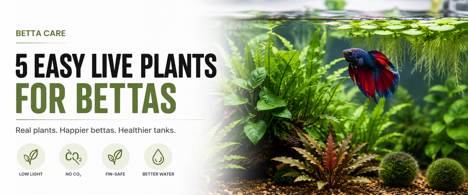 Best Aquarium Plants for Betta Tanks: 5 Easy, Fin-Safe Picks