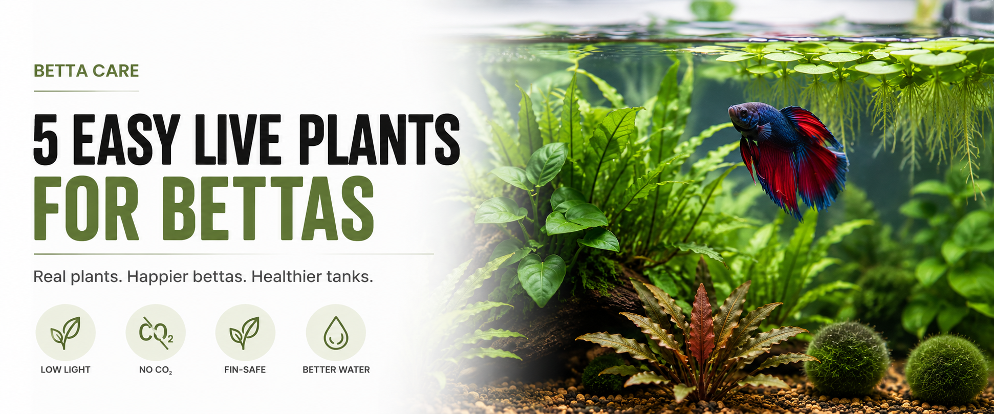 Best Aquarium Plants for Betta Tanks: 5 Easy, Fin-Safe Picks
