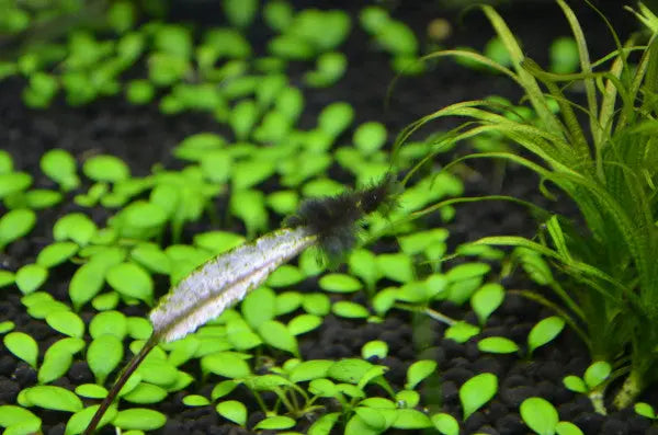 BBA-in-aquarium Aqua Essentials