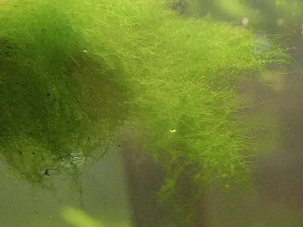 Blanket-weed-treatment-in-a-planted-aquarium Aqua Essentials