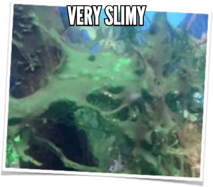 How-do-I-get-rid-of-blue-green-algae-in-my-fish-tank Aqua Essentials