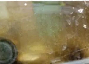 Brown-Algae-On-Your-Glass Aqua Essentials