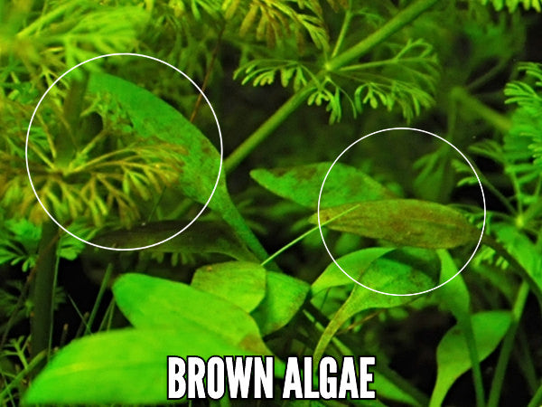 Brown algae on leaves in aquarium