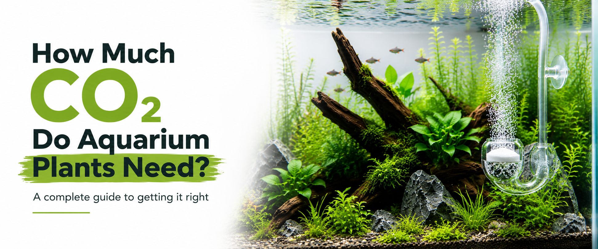 How Much CO2 Do Aquarium Plants Need? A Complete Guide