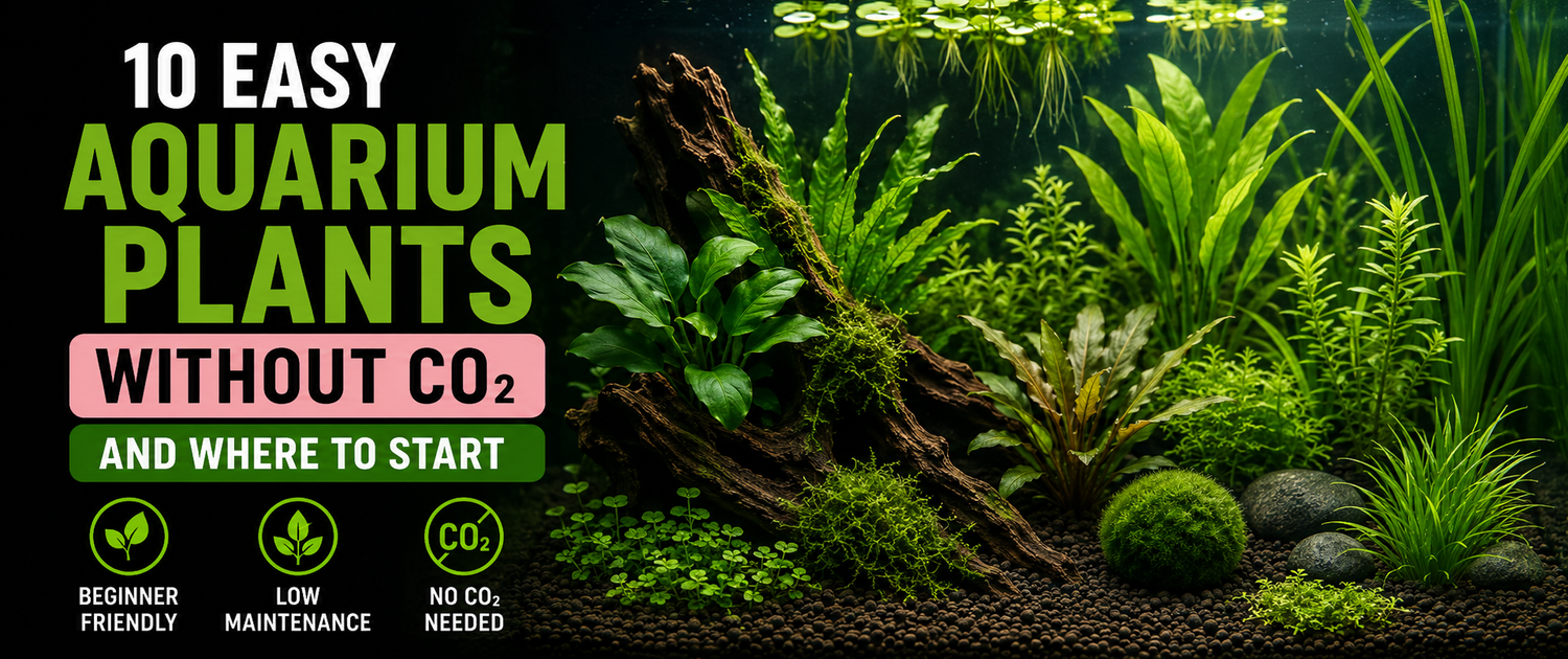 10 Easy Aquarium Plants That Thrive Without CO₂ (And Where to Start)