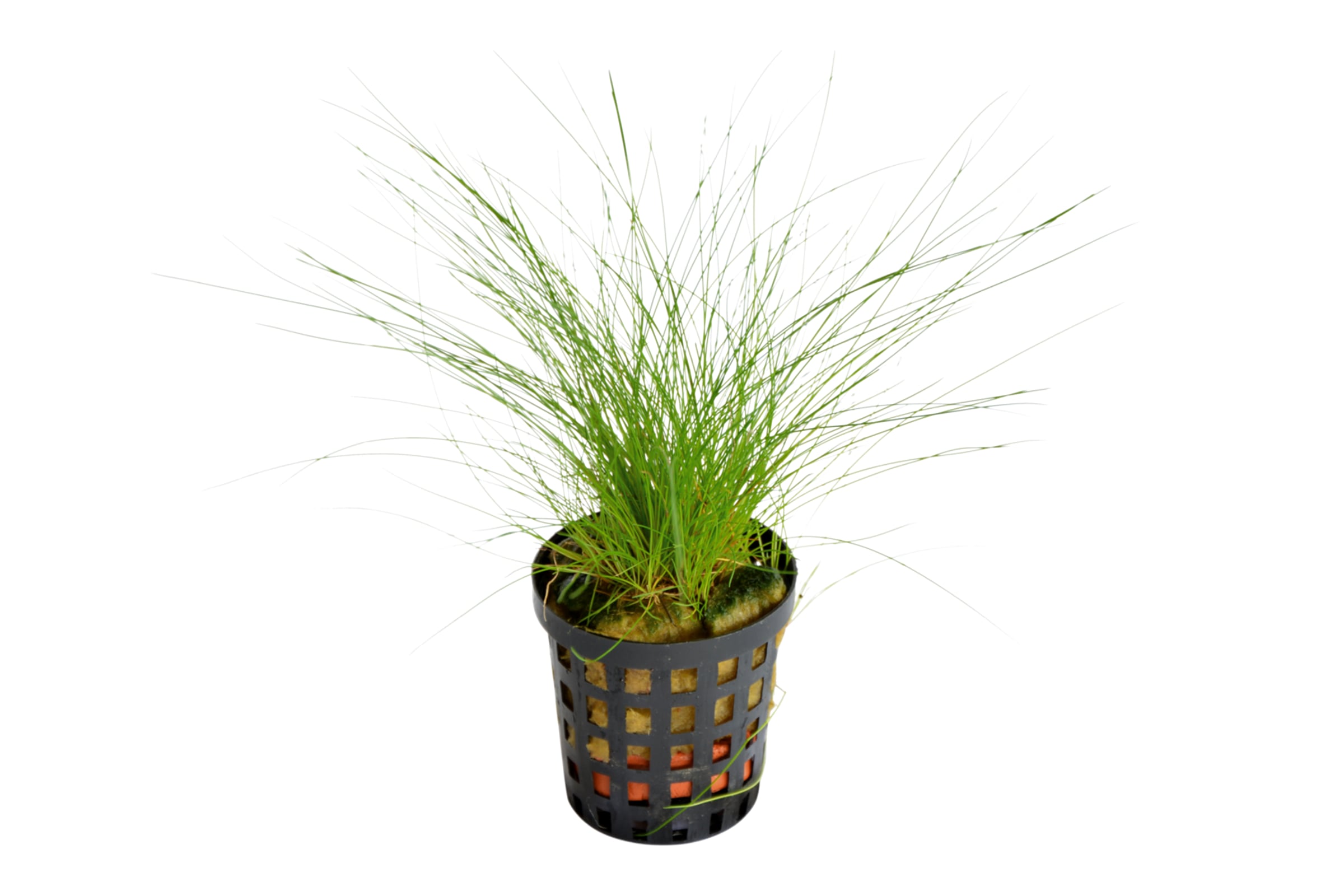 How to trim Eleocharis acicularis (hair grass)