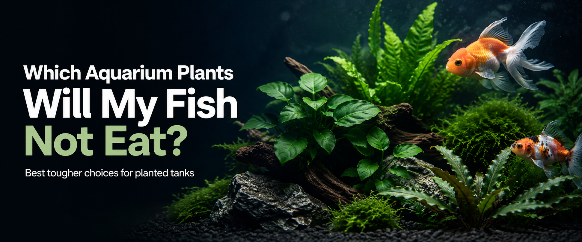 Which Aquarium Plants Will My Fish Not Eat?