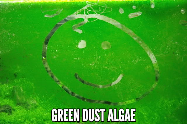 Green dust algae on plants?