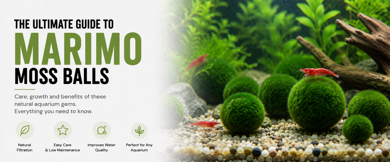 The Essential Guide to Growing and Maintaining Aquarium Moss Balls