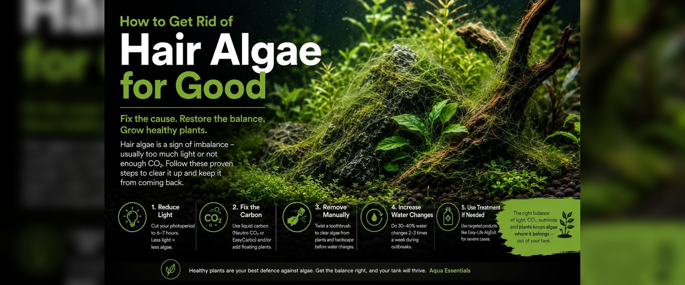 How to Get Rid of Hair Algae in Aquariums (The Actual Fix)